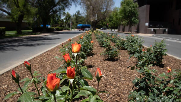 Orange roses planted in front of Arts Building