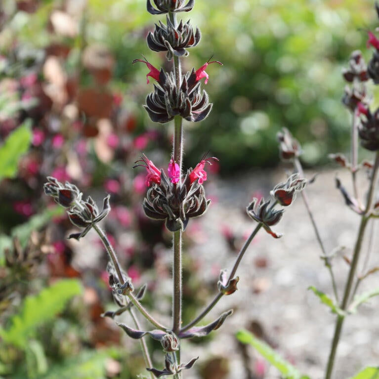 Small delicate pink desert flowers