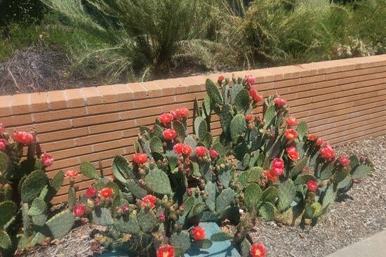 Pink flowers on prickly pear cacti