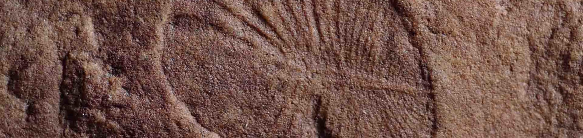 Fossilized remains of Dickinsonia