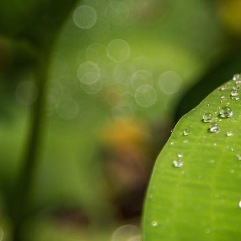 A closeup of a green leaf with drops of dew on it