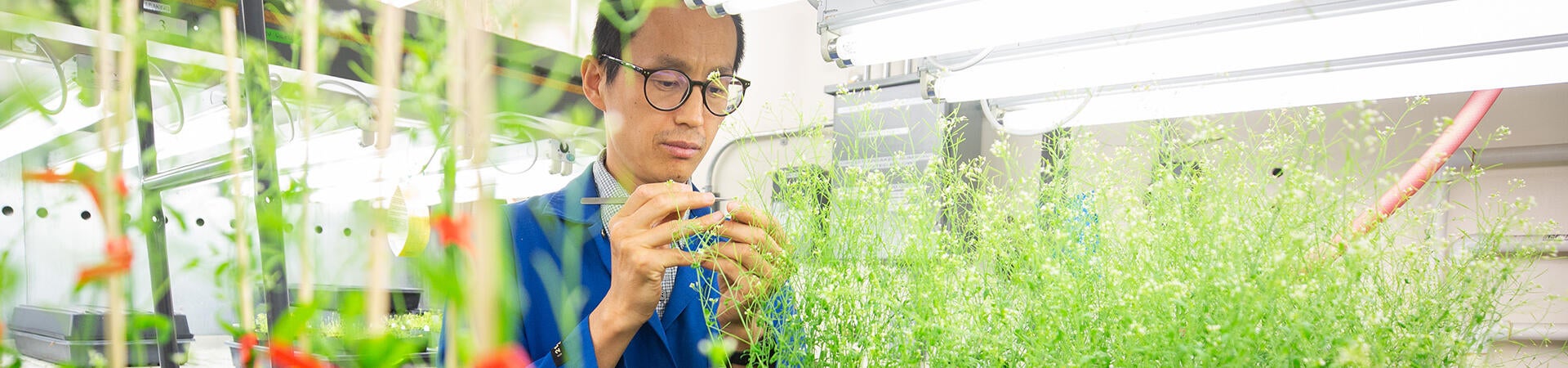 A professor examines small green plants under artificial lighting in a laboratory setting at UC Riverside.