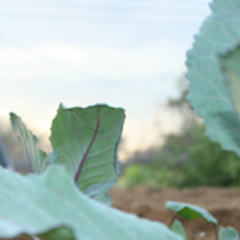Students planting in background of plant