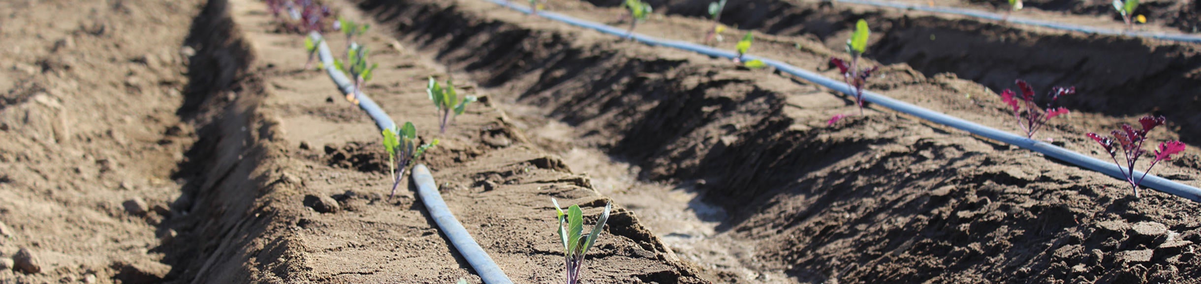 baby row crop plants