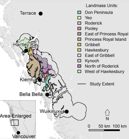 Spatial patterns and rarity of the white‐phased ‘Spirit bear’ allele reveal gaps in habitat protection - Service - 2020 - Ecological Solutions and Evidence - Wiley Online Library