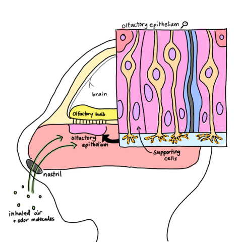 brain with olfactory bulb. demonstrating what happens as odor molecules enter the nose. 