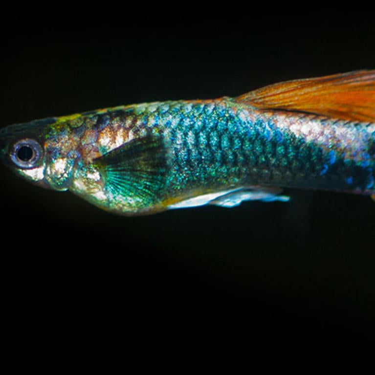 Guppy, source: NPR/KVCR