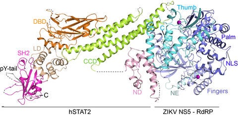 ZIKV NS5-hSTAT2 complex