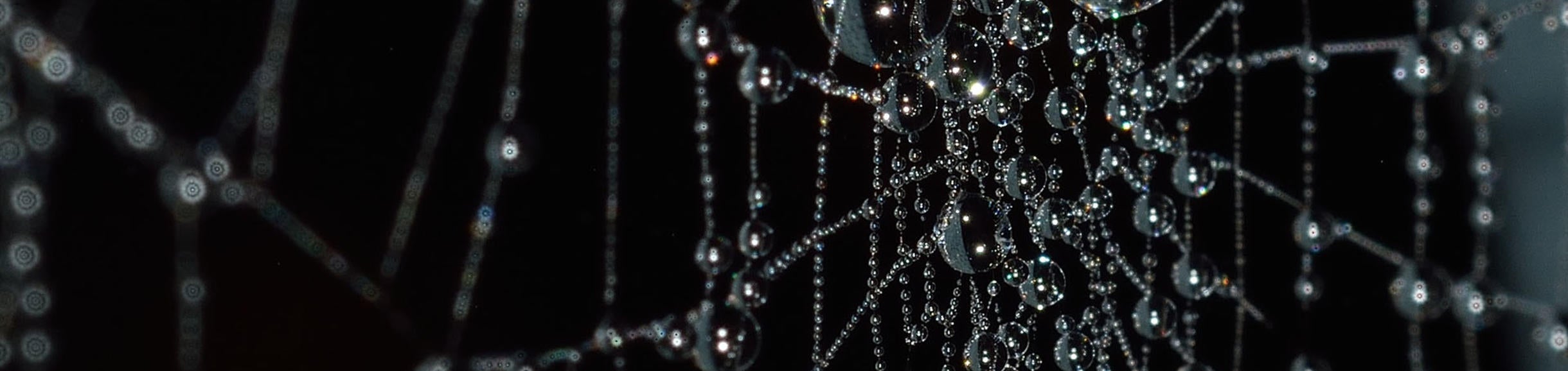 Cobweb free Pixabay image