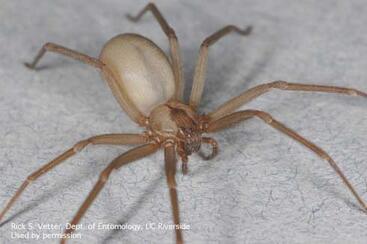 brown recluse