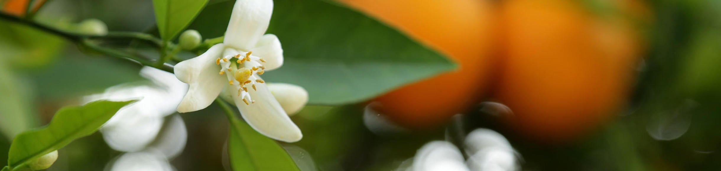 citrus bloom and oranges on tree (c) UCR/Stan Lim