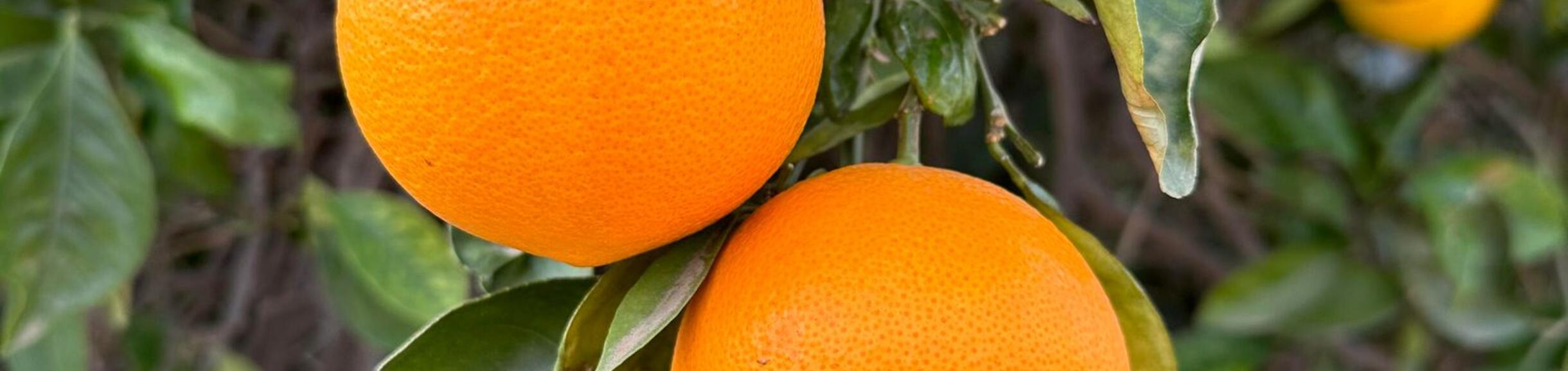 Oranges