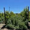 Cover crops and citrus on trellis