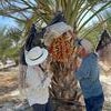Two researchers examine a bunch of edible dates on a palm