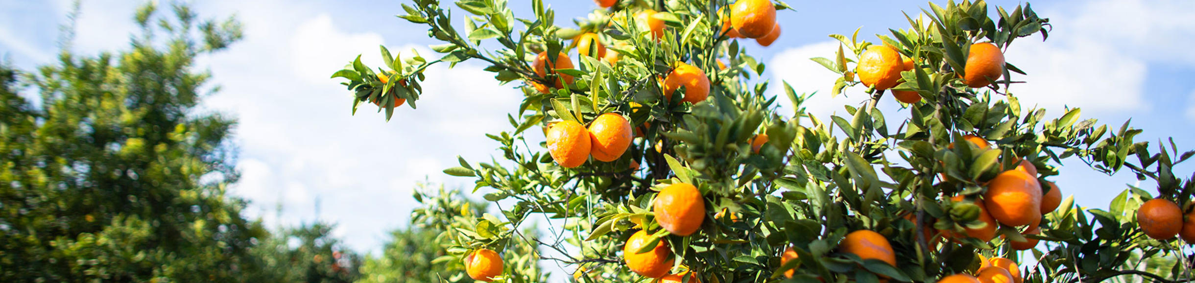 Transcripts for admitted students