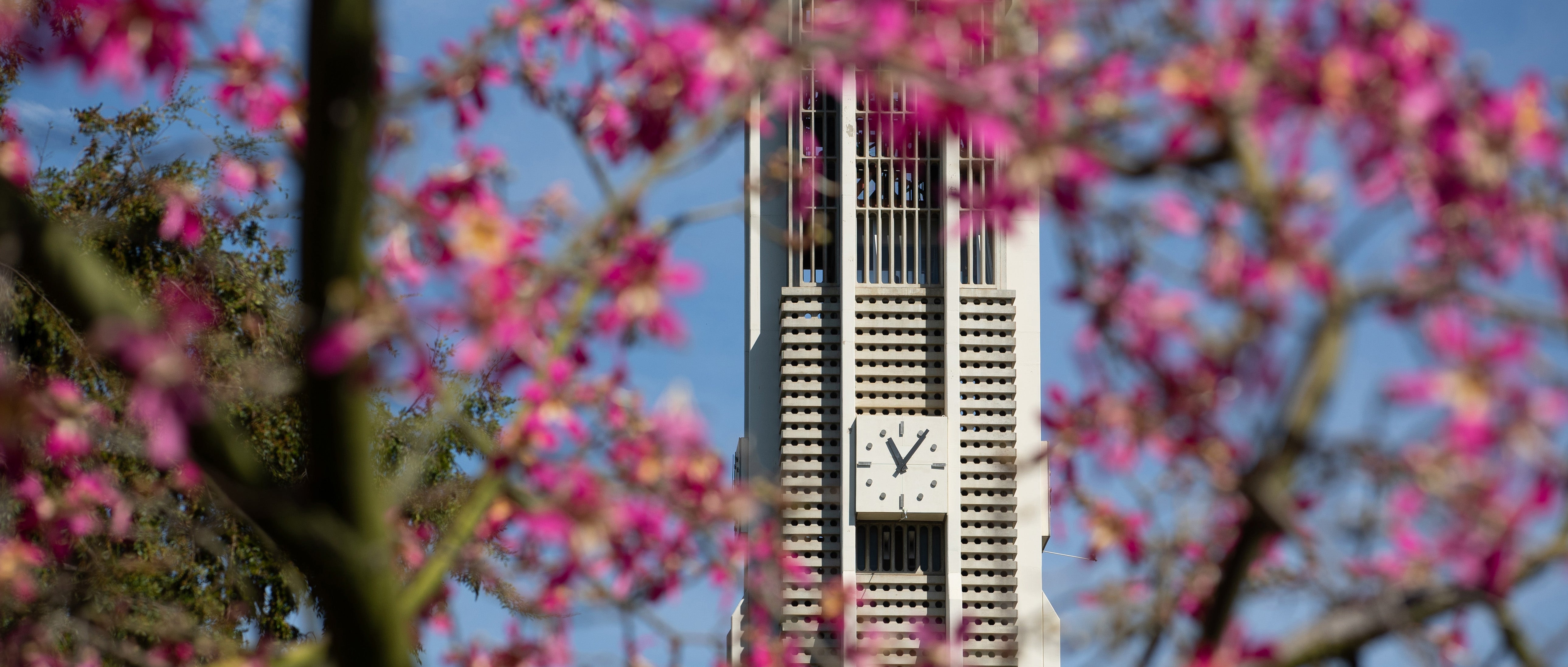 The UCR Bell Tower is seen through branches of a tree