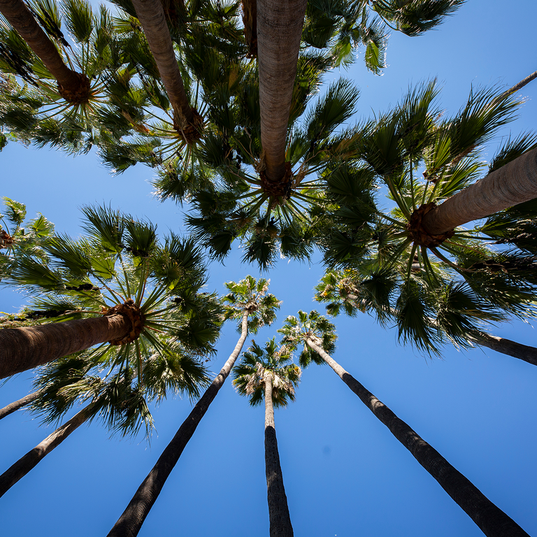 Palm trees on the UCR campus
