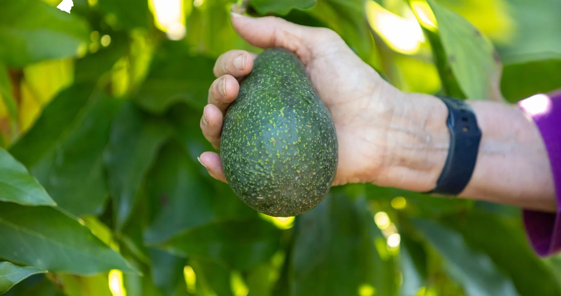 Luna UCR™ Avocado