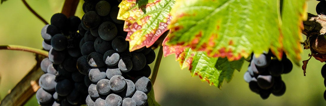 Pierce's disease on grapevines