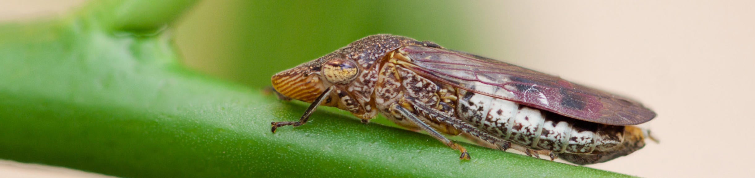 Glassy-winged sharpshooter (c) Mike Lewis