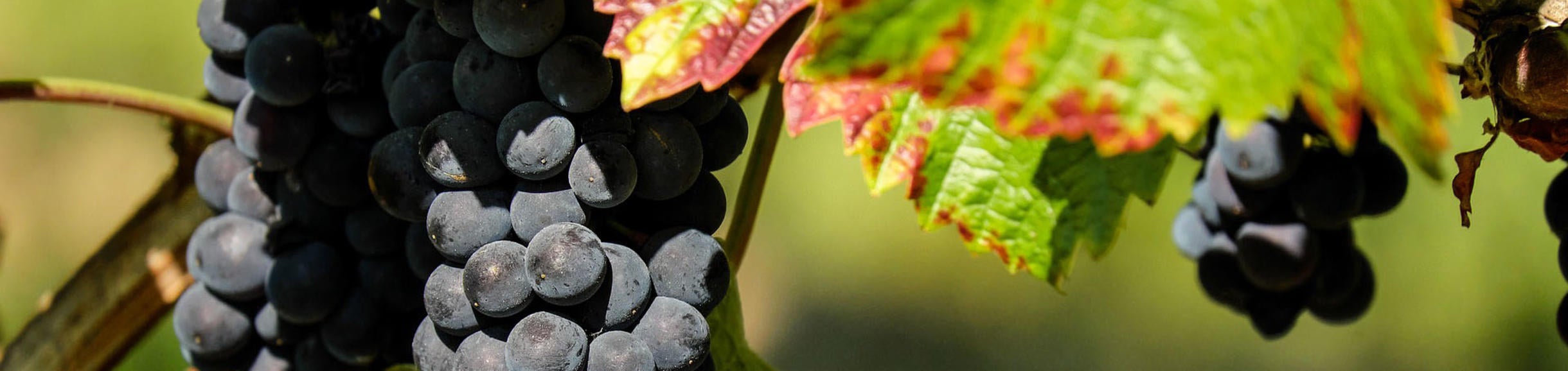 Pierce's disease on grapevines