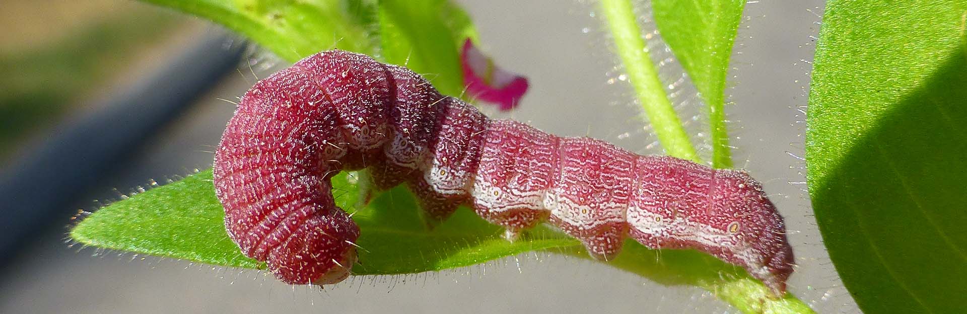 Tobacco budworm (Heliothis virescens)