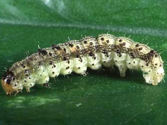 Tobacco Budworm