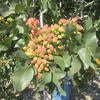 Pistachio cluster