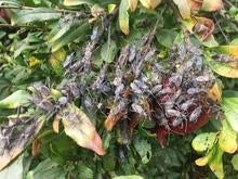 LFB aggregation on pom2