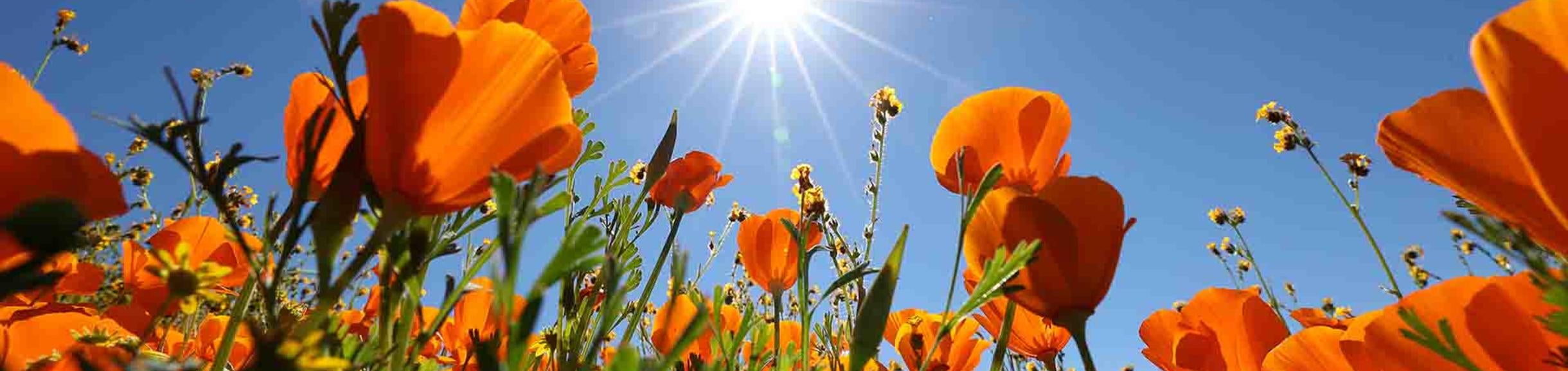 Motte Rimrock Natural Reserve, poppy field, (c) UCR, Stan Lim 2019