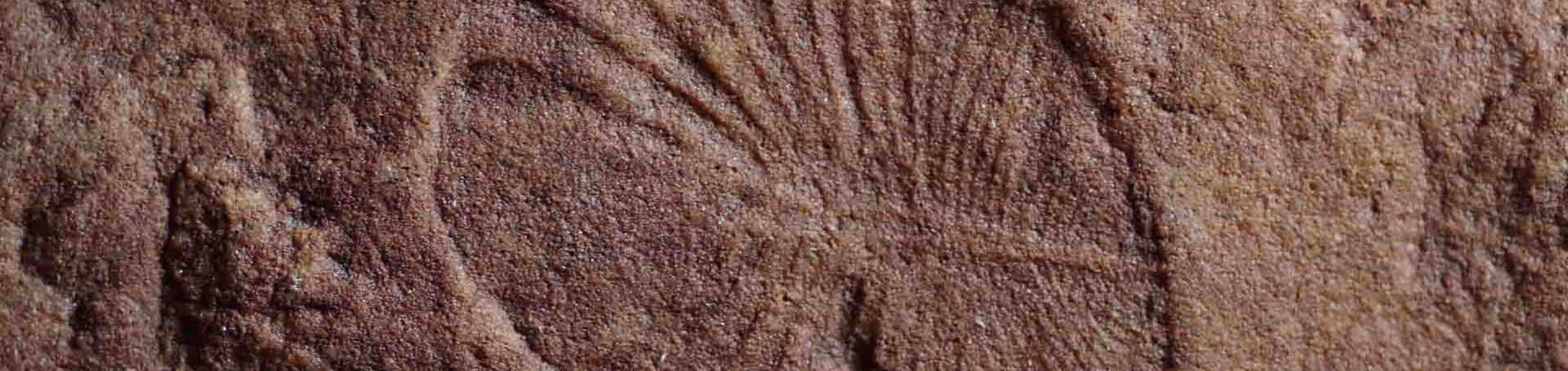 Fossilized remains of Dickinsonia (c) UCR / Scott Evans