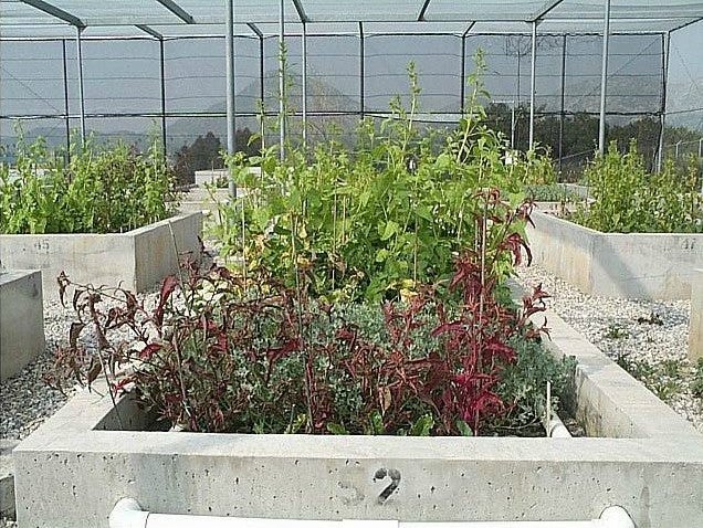Phytoremediation Study at the USDA Salinity Lab