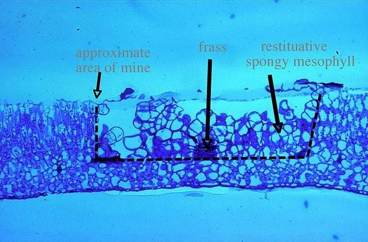 Recovery of Legumes from Leafminer Feeding