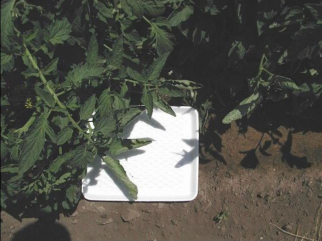 leafminer_pupae_collection_tray