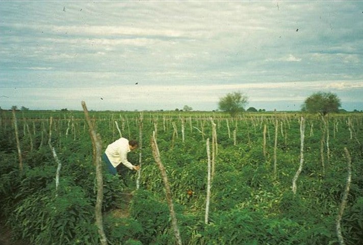 pheromone_studies_in_mexico