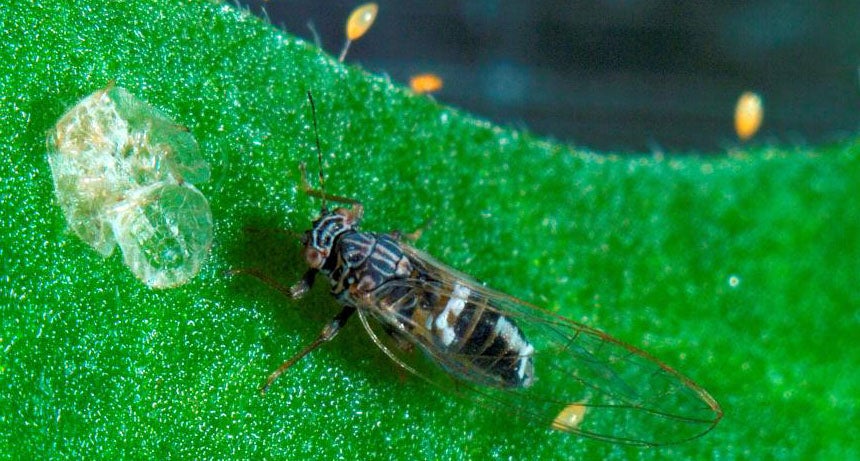 Potato psyllid