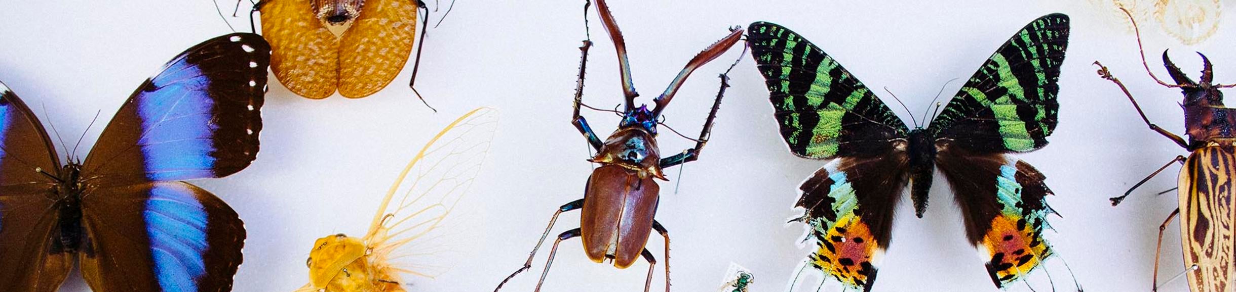 Entomology Insect Collection