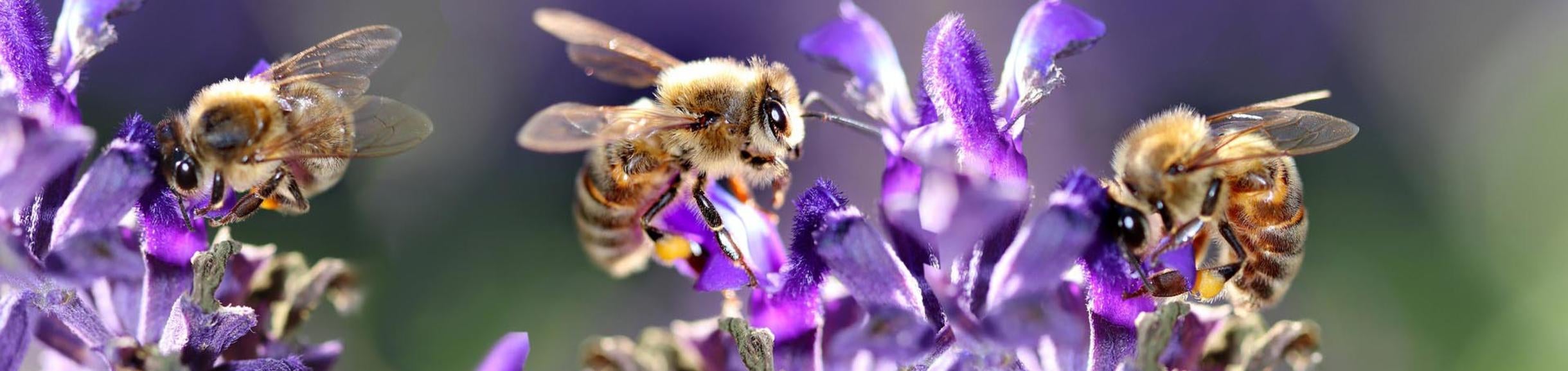Bees on purple flowers