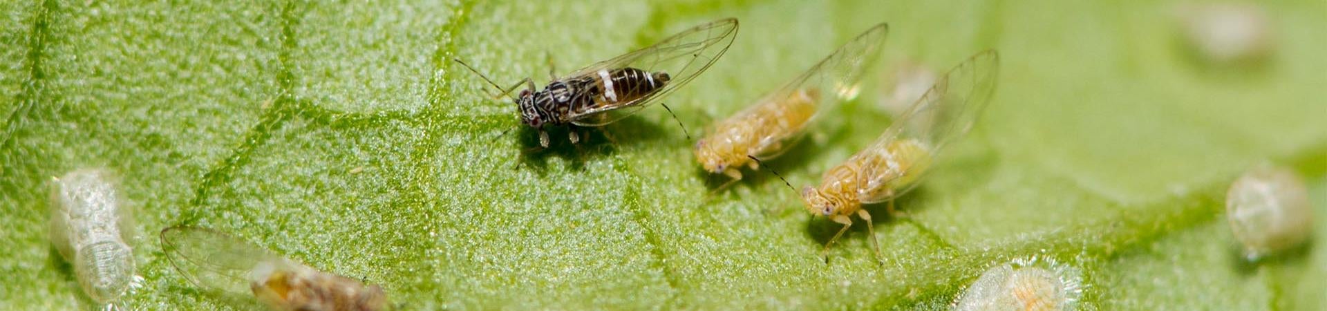 Tomato potato psyllid