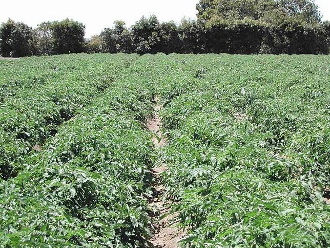 Tomato Field