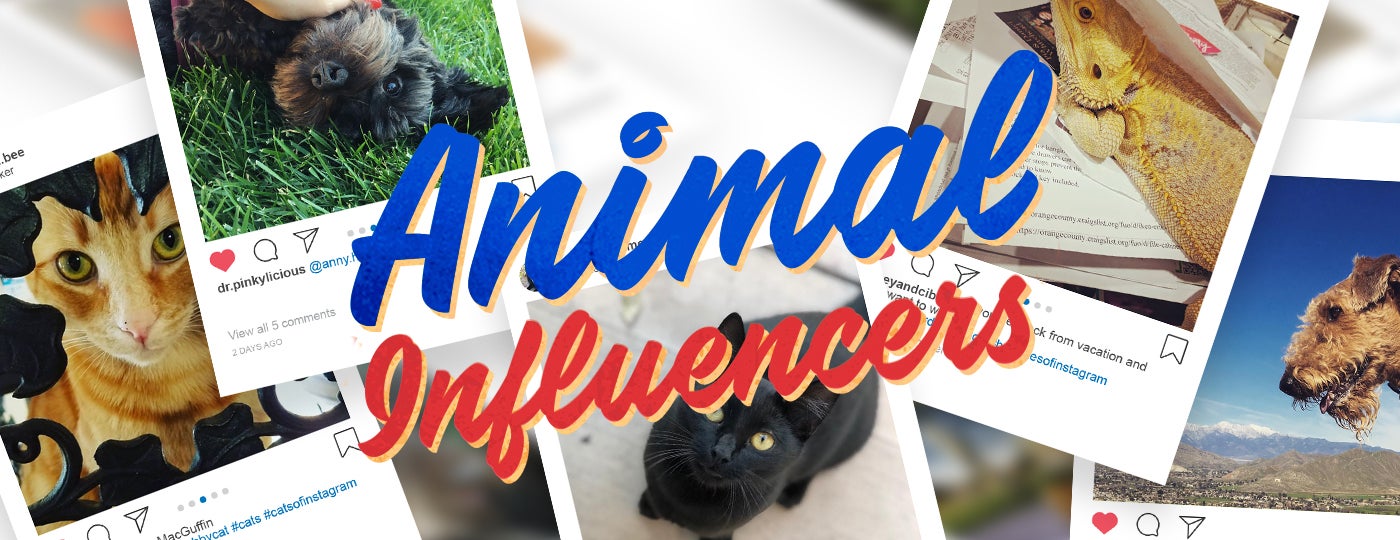 Animal Influencers header image