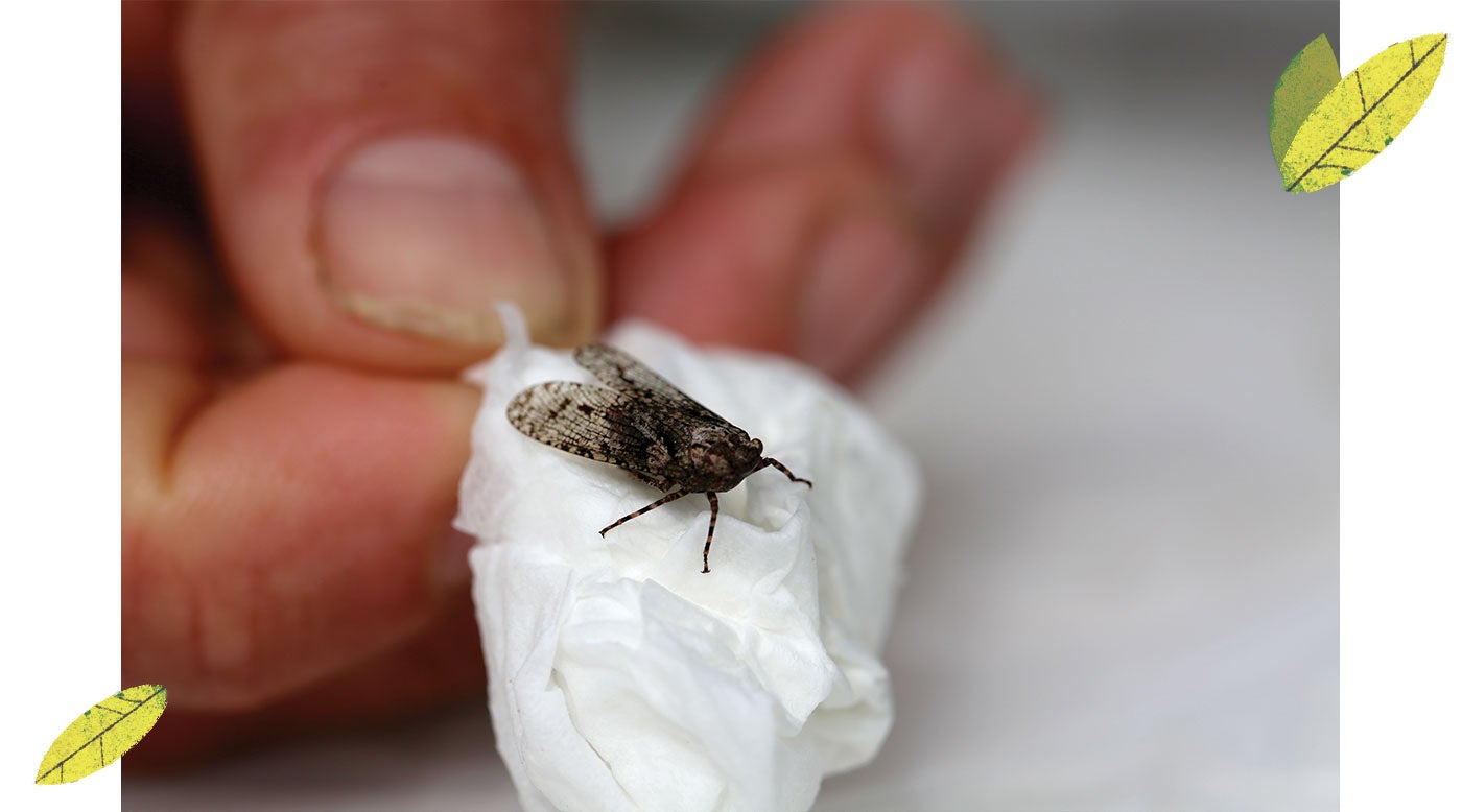 A native lanternfly identified by the team. (UCR/Jules Bernstein)