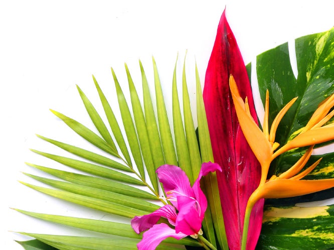 Colorful Plants and Flowers