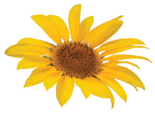 Photo of Sunflower