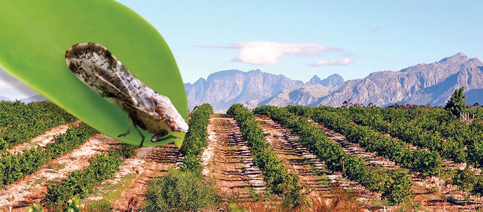 HLB bug attacking a field of citrus trees