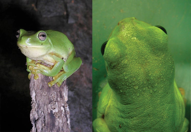 Australian green tree frog
