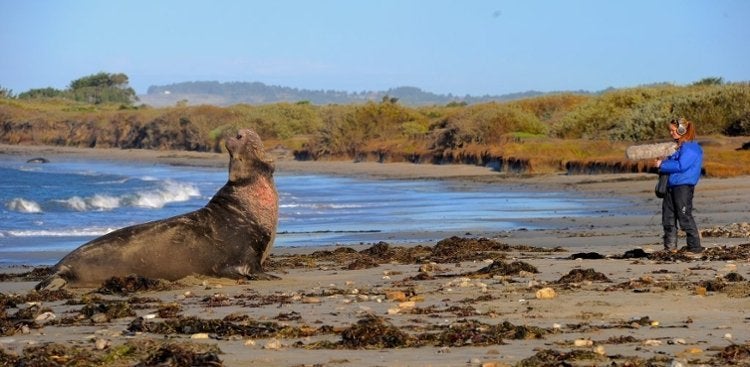 male elephant seal