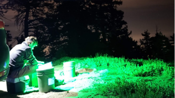 Man sorting things into bucket at night trees in background