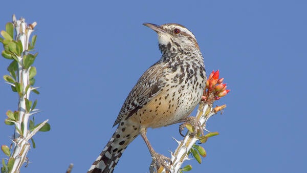 UCR- Boyd Deep Canyon