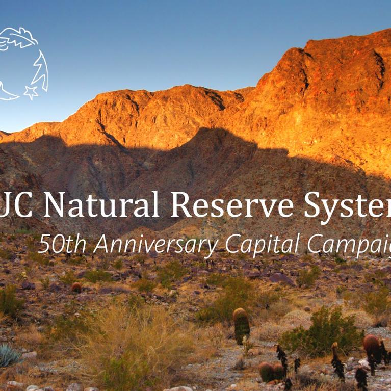 Campaign-launch-graphic